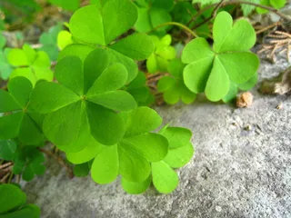 高清四叶草图片下载