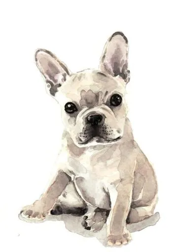 斗牛犬 PNG免抠(564x812)