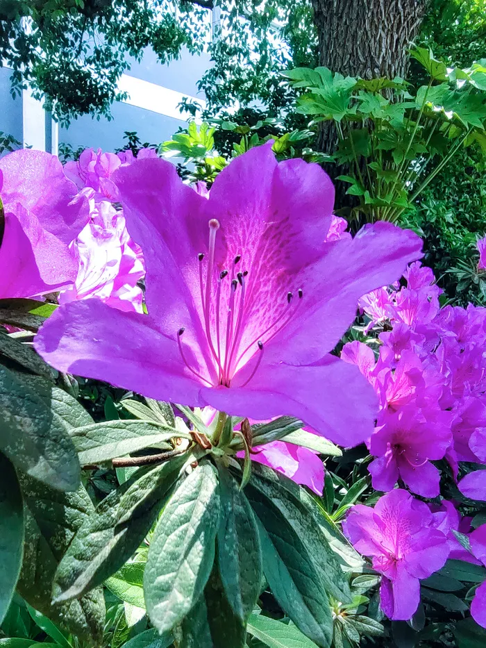 杜鹃花、紫色