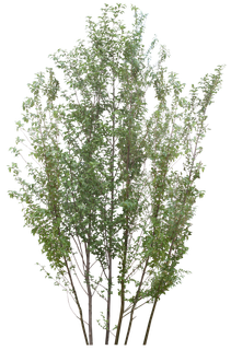 高清树木素材 免抠PSD植物素材 美术绘画园林贴图 树草灌木花草