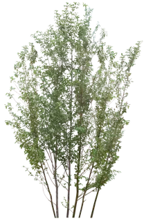 高清树木素材 免抠PSD植物素材 美术绘画园林贴图 树草灌木花草