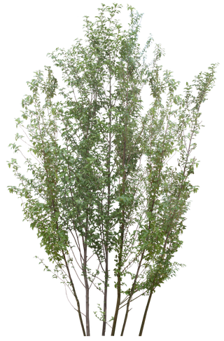 高清树木素材 免抠PSD植物素材 美术绘画园林贴图 树草灌木花草