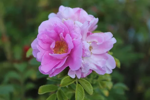 粉色野玫瑰花朵图片 粉色野玫瑰花朵图片