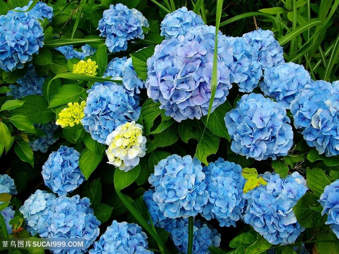 唯美成片绣球花鲜花图片