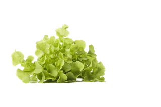 生菜 (14)超市商品白底图免抠实物摄影png格式图片透明底