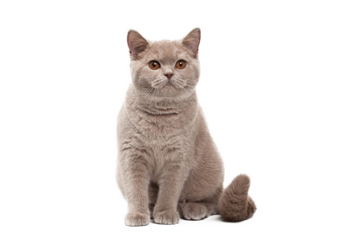 酷酷的猫咪