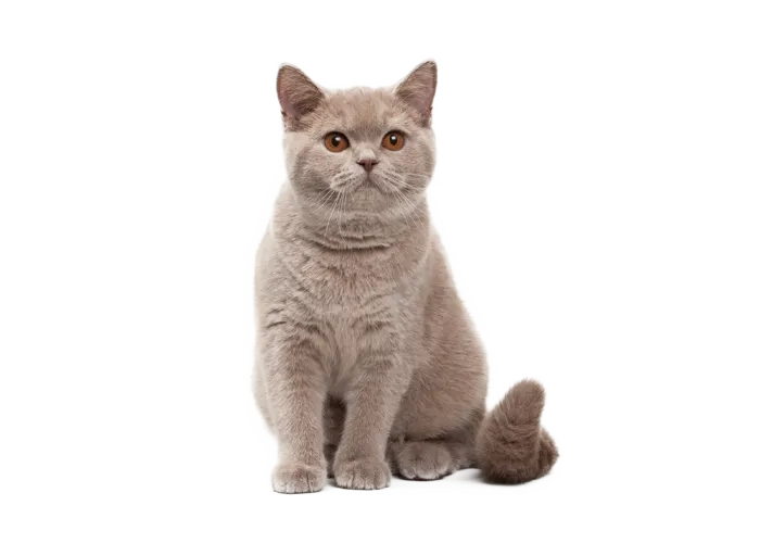 酷酷的猫咪