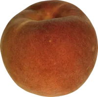 45_peach_PNG4894