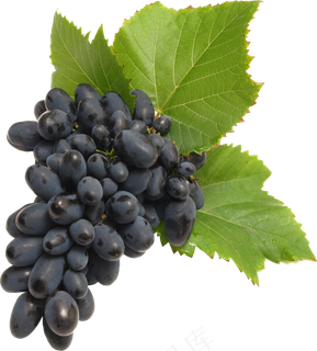 葡萄免抠素材 (12)