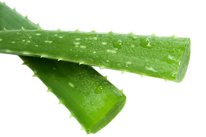 芦荟免抠素材