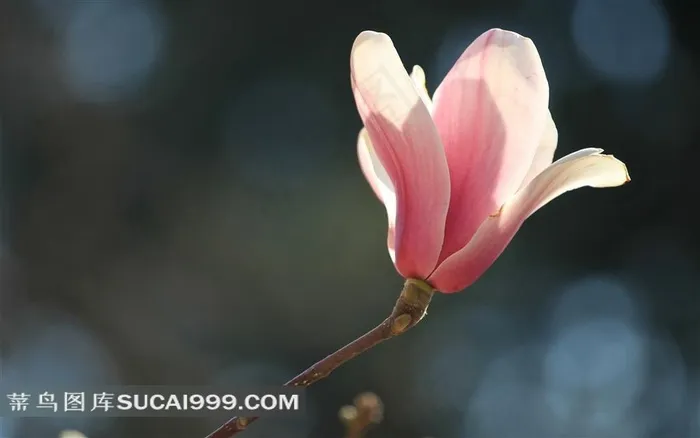 玉兰花摄影素材