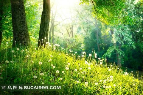 大树底下的蒲公英植物摄影图片