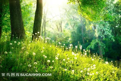 大树底下的蒲公英植物摄影图片