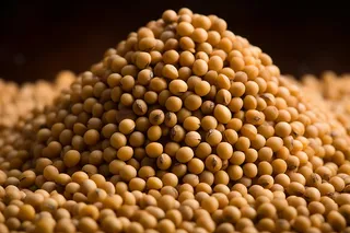 黄豆豆子粮食摄影图