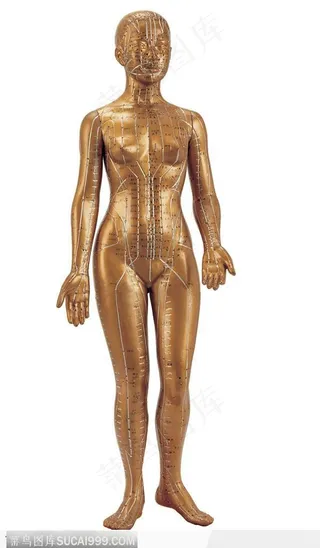 人体器官模型-女性人体穴道