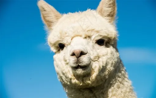 动物羊驼*摄影