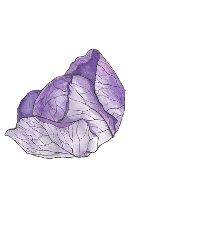 紫包菜现代农业