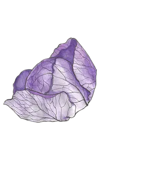 紫包菜现代农业