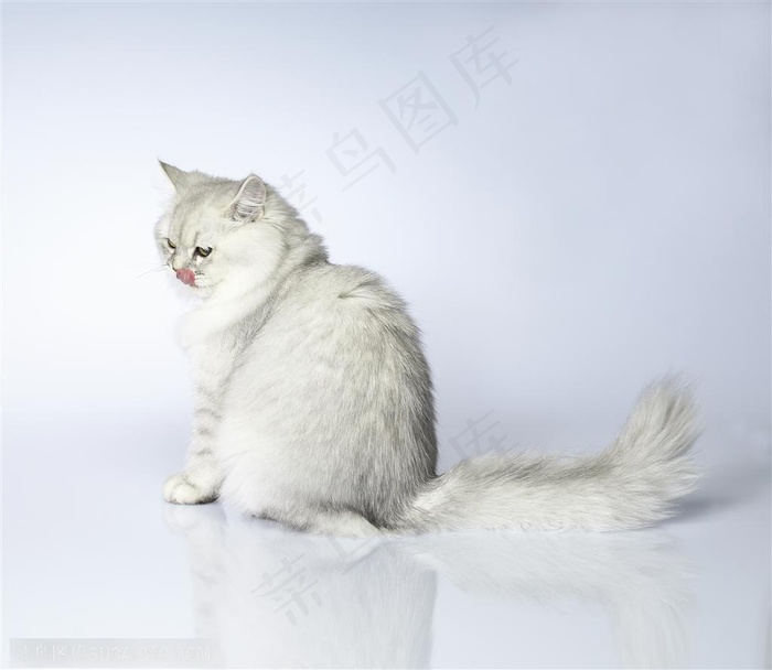 可爱猫咪-转头的波斯猫