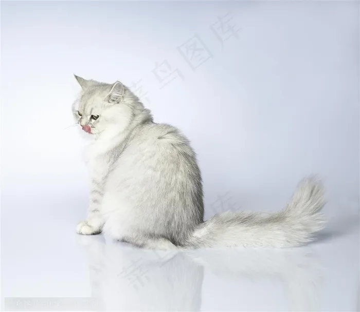 可爱猫咪-转头的波斯猫