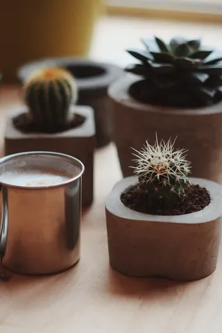 绿色仙人掌仙人球摄影素材