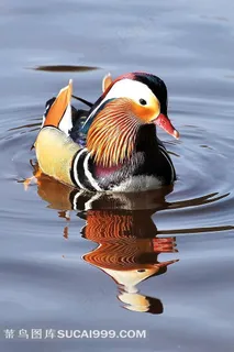 一只野鸳鸯图片 一只野鸳鸯图片