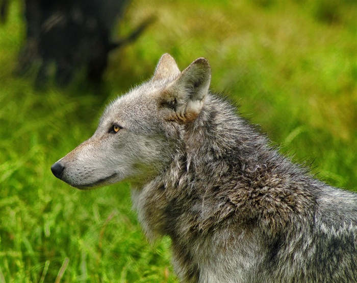 春天绿草地里的狼图片