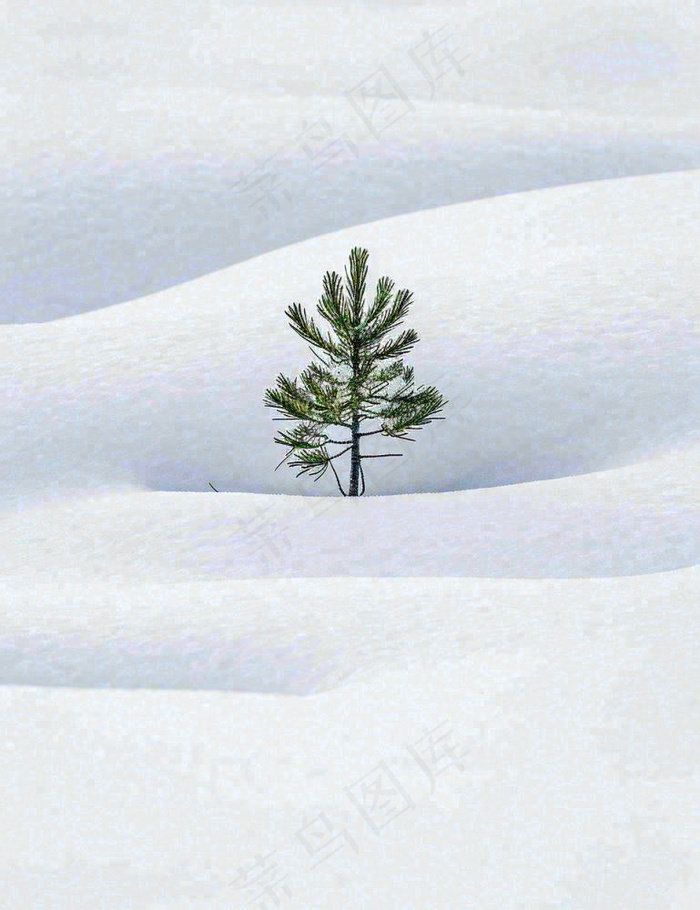 冬天意境简约松树雪地，立冬冬至小雪大雪小寒大寒(960x1248)