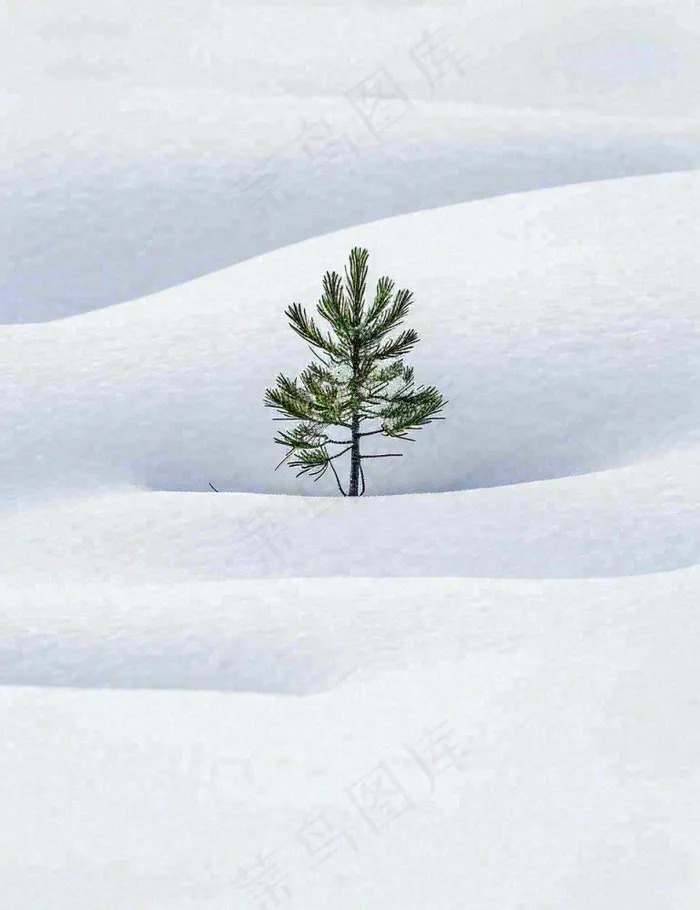 冬天意境简约松树雪地，立冬冬至小雪大雪小寒大寒(960x1248)