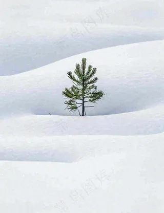 冬天意境简约松树雪地，立冬冬至小雪大雪小寒大寒