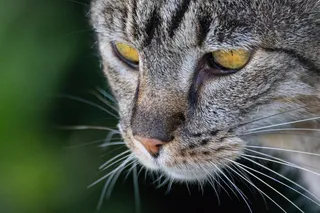 可爱猫咪猫猫摄影素材