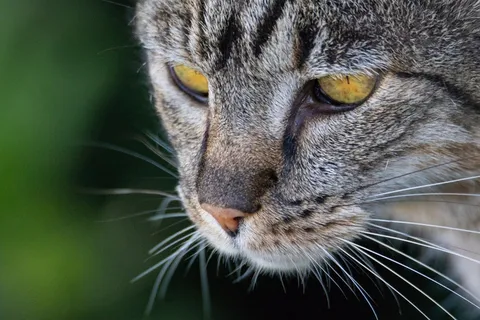 可爱猫咪猫猫摄影素材 可爱猫咪猫猫摄影素材
