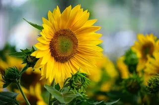 黄色向日葵摄影素材