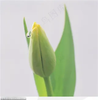 成长的力量-郁金香上的水珠