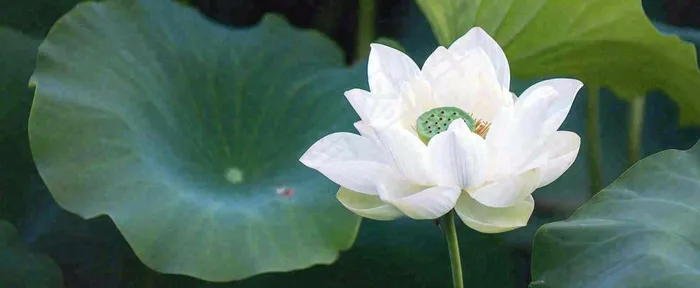 夏天白荷花荷花池，处暑小暑大暑夏至立夏摄影图