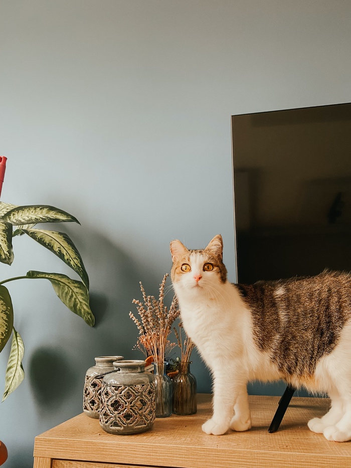 可爱猫咪猫猫摄影素材