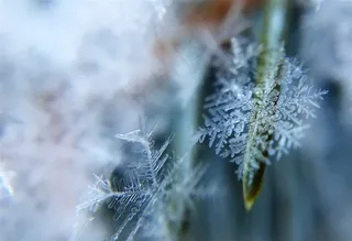 冬季晶莹的雪花摄影图