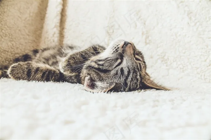 躺着睡觉的小猫素材图片