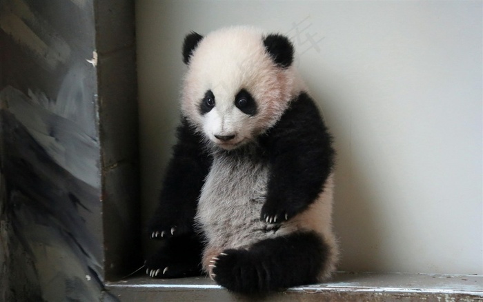 中国国宝熊猫高清大图
