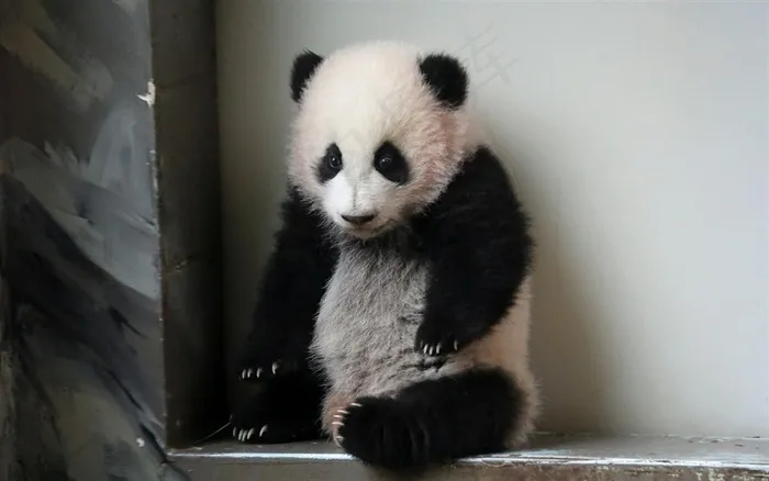 中国国宝熊猫高清大图