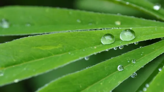 绿叶上水珠壁纸图片