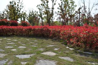 大蜀山森林公园风景图片-第1张