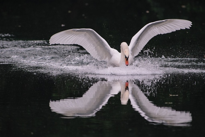 展翅的白天鹅
