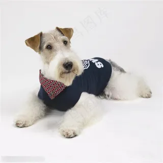 迷你犬-斜趴着的可爱狗狗