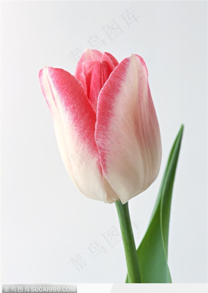 花的彩绘-漂亮的粉色郁金香