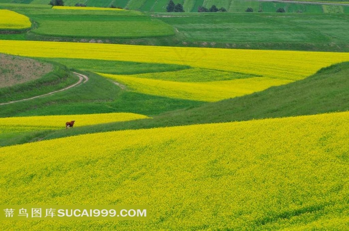 青海卓尔山油菜花美景