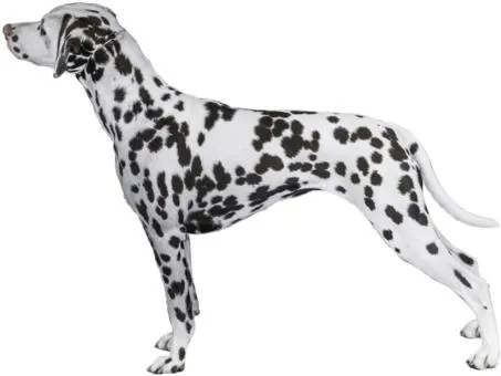 斑点狗 PNG免抠(453x340)