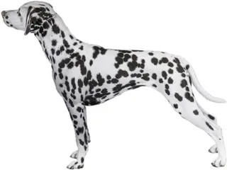 斑点狗 PNG免抠