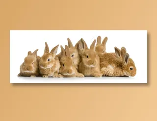 一排小兔子图片下载
