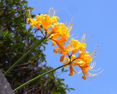 黄色彼岸花图片下载